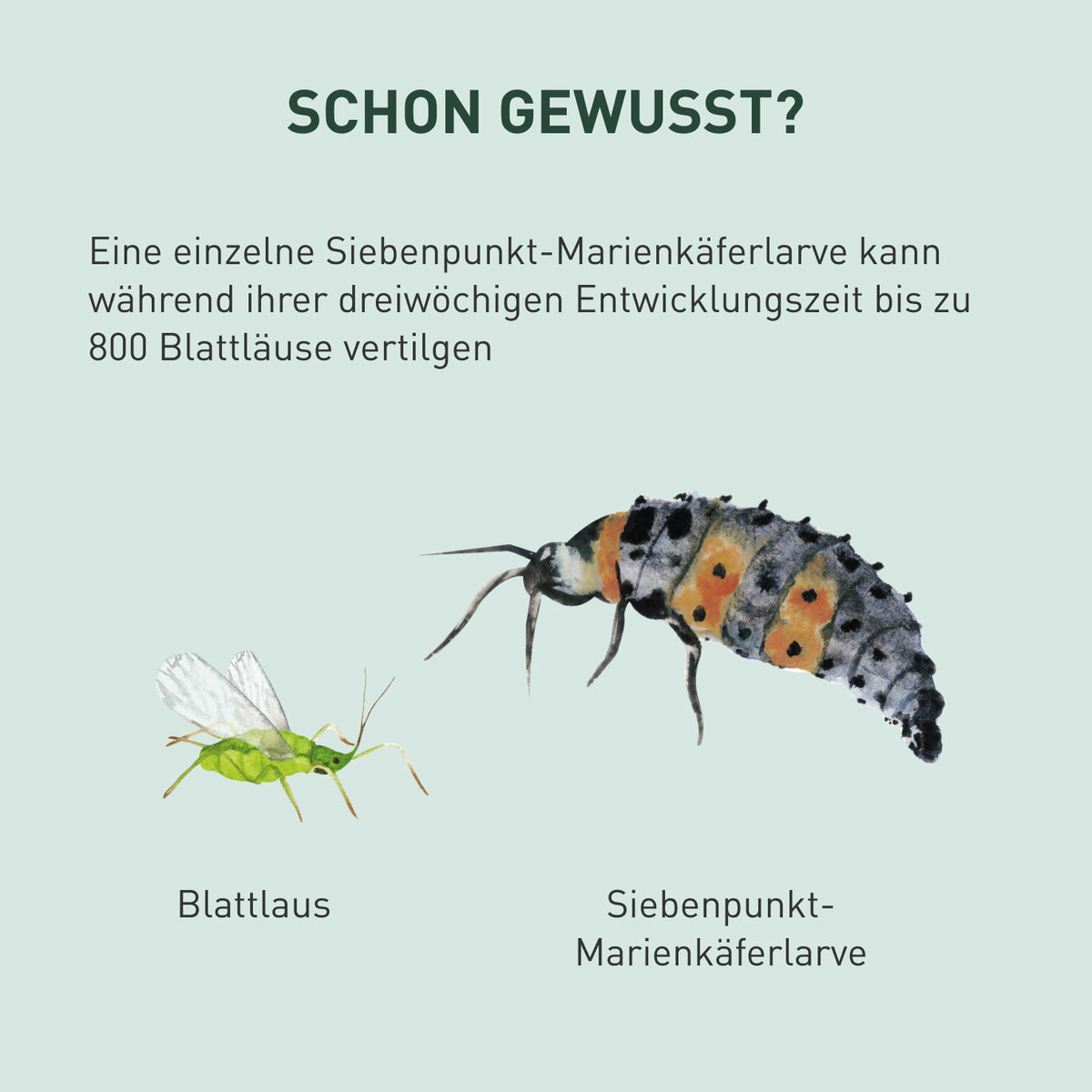 Vergleich Siebenpunkt-Marienkäferlarve Blattlaus
