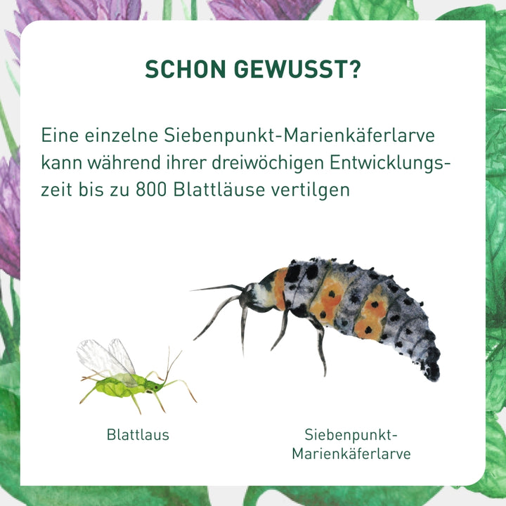 Vergleich Siebenpunkt-Marienkäferlarve Blattlaus