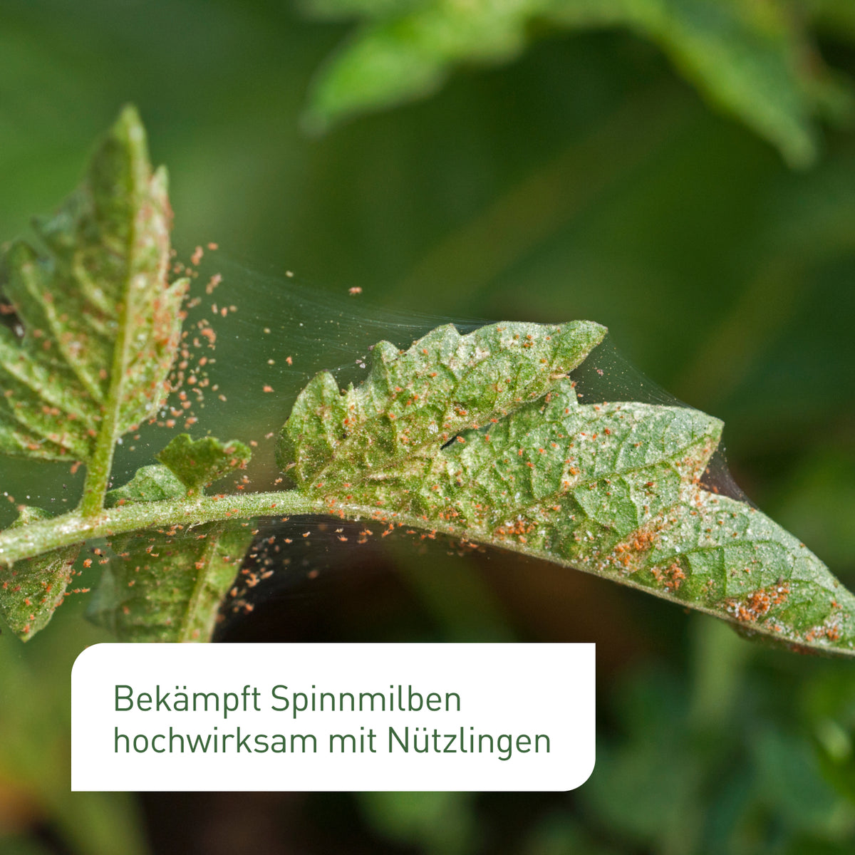 Spinnmilben an Tomate