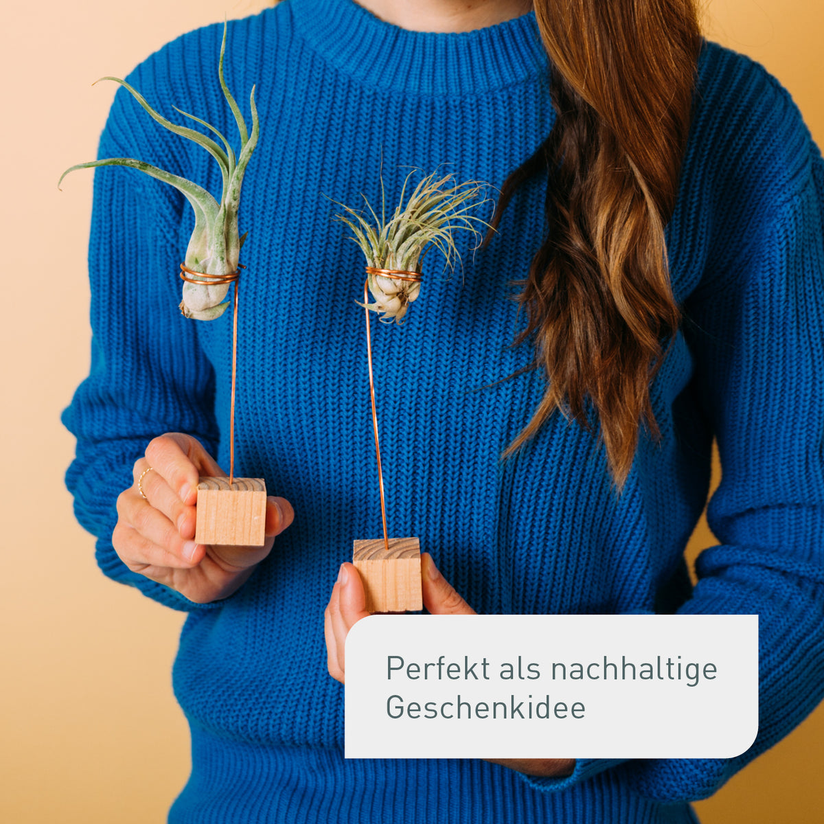 Tillandsien-Halter als Geschenkidee