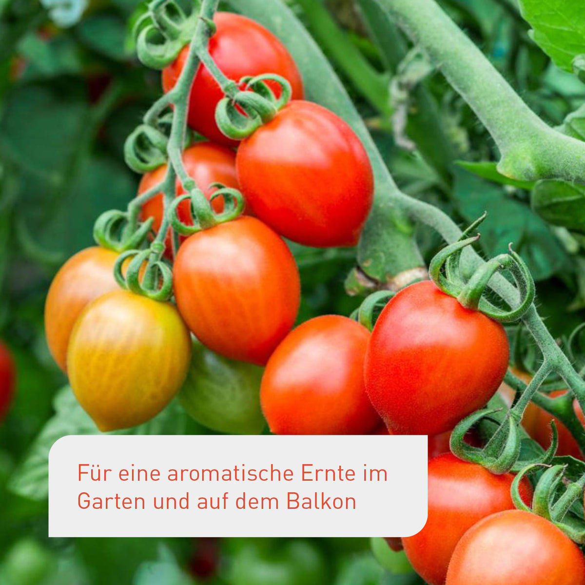 Bio-Tomatensamen für eine reiche Ernte