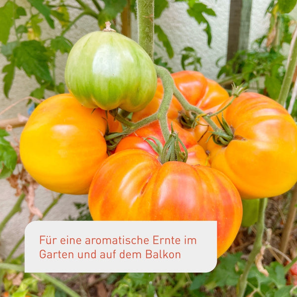 Bio-Tomatensamen für eine reiche Ernte