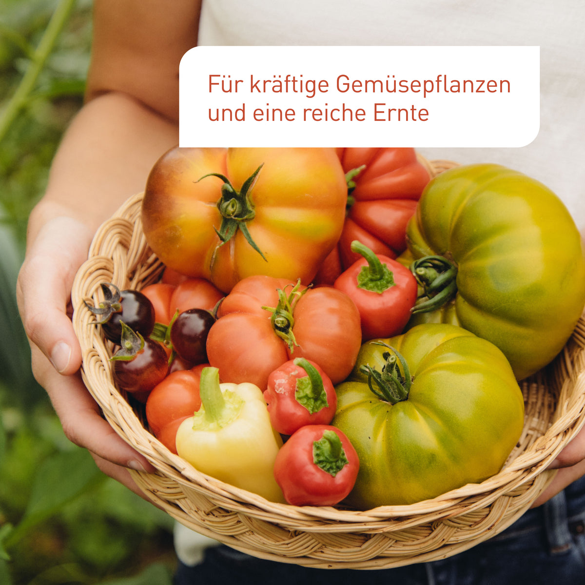 Flüssigdünger für Tomaten für eine reiche Ernte