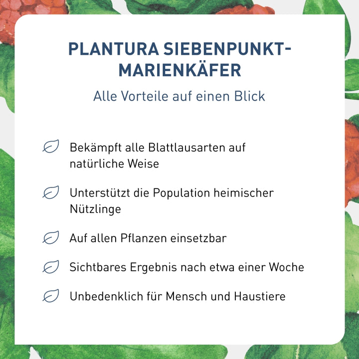 Vorteile der Marienkäfer gegen Blattläuse