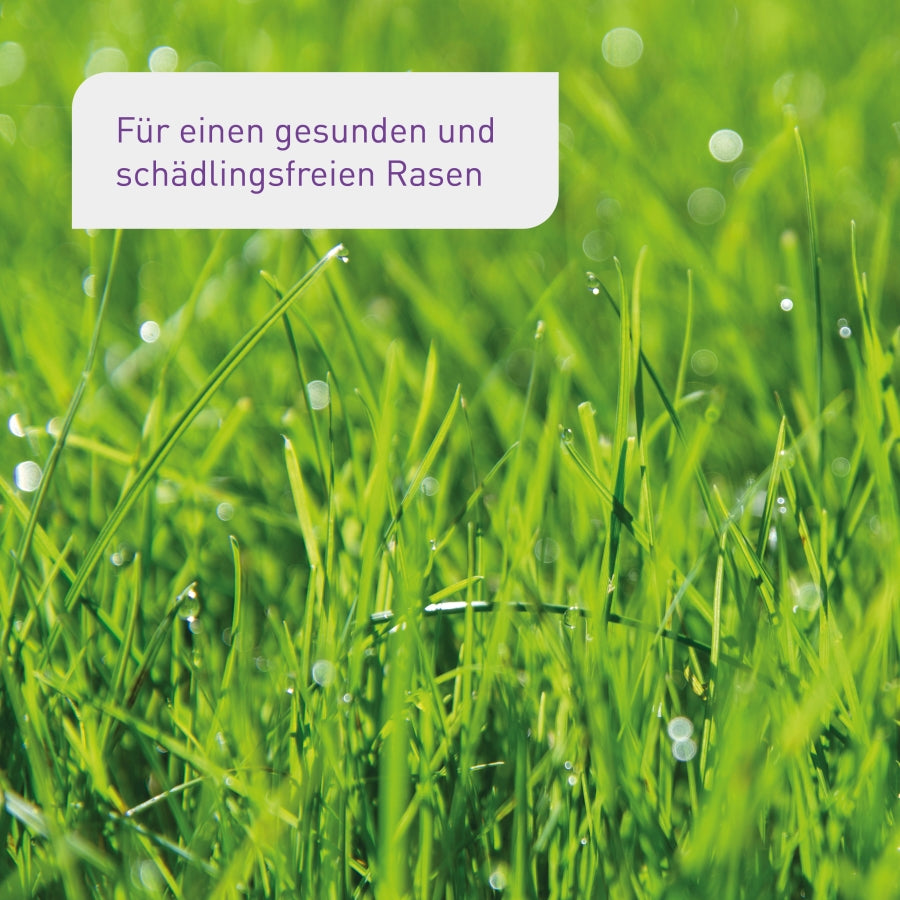Wirkung der Plantura Nematoden gegen Dickmaulrüssler