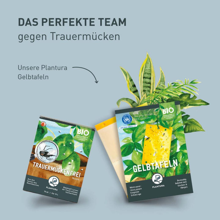 Zimmerpflanzen-Set gegen Trauermücken