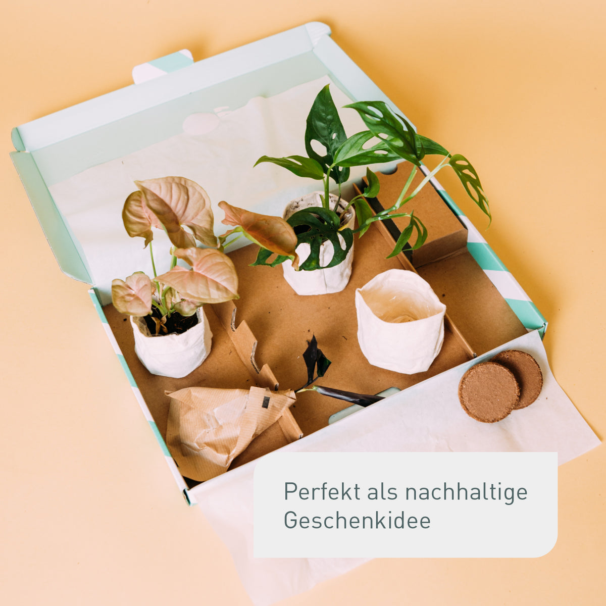 Zimmerpflanzen-Stecklinge als Geschenk