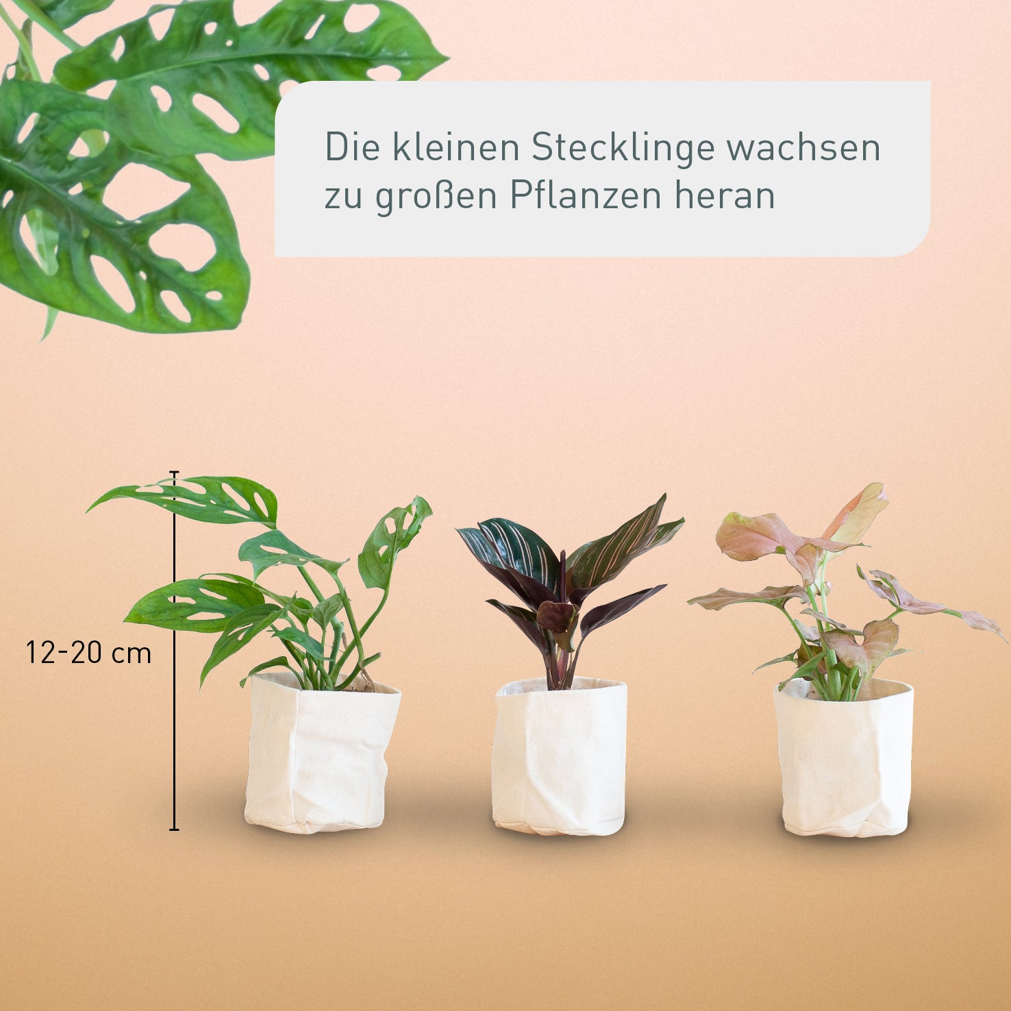 Größe der Zimmerpflanzen-Stecklinge