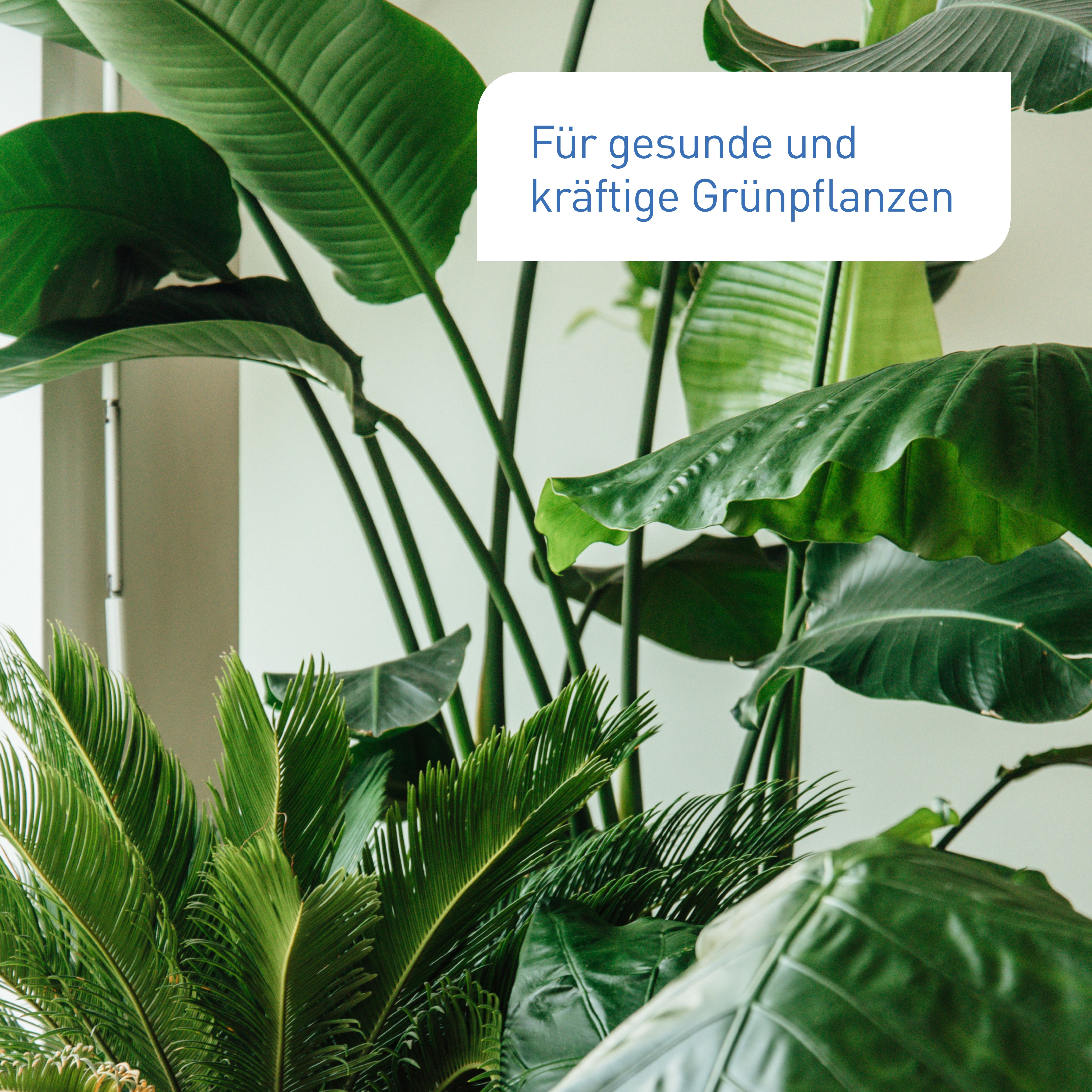 AIRY Vitalizer Pflanzenstärkungsmittel 150g – 100% Biologisch, Für Zimmerpflanzen, Garten, Gemüse & Obst