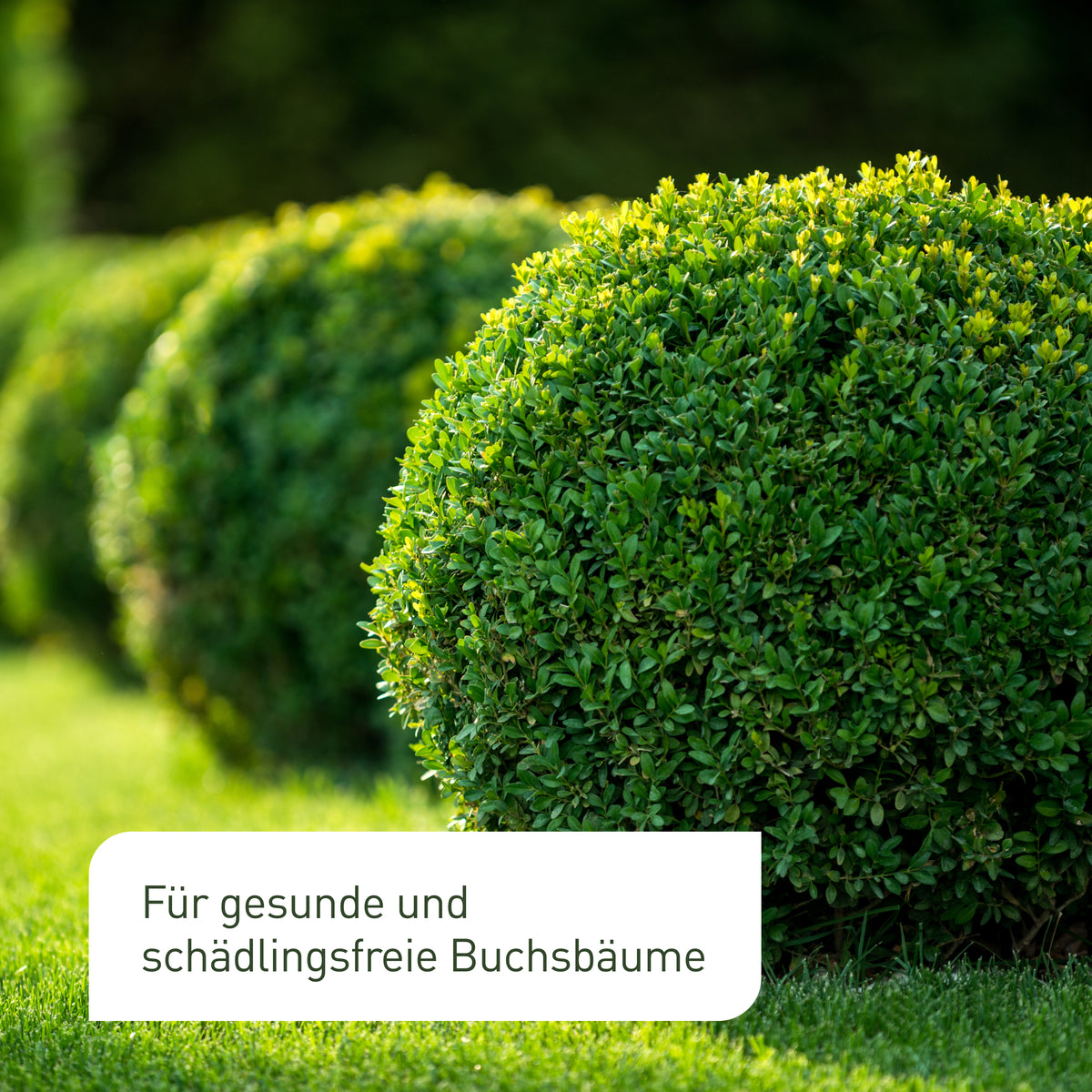 Zünslerfalle mit Pheromonen für Buchsbäume
