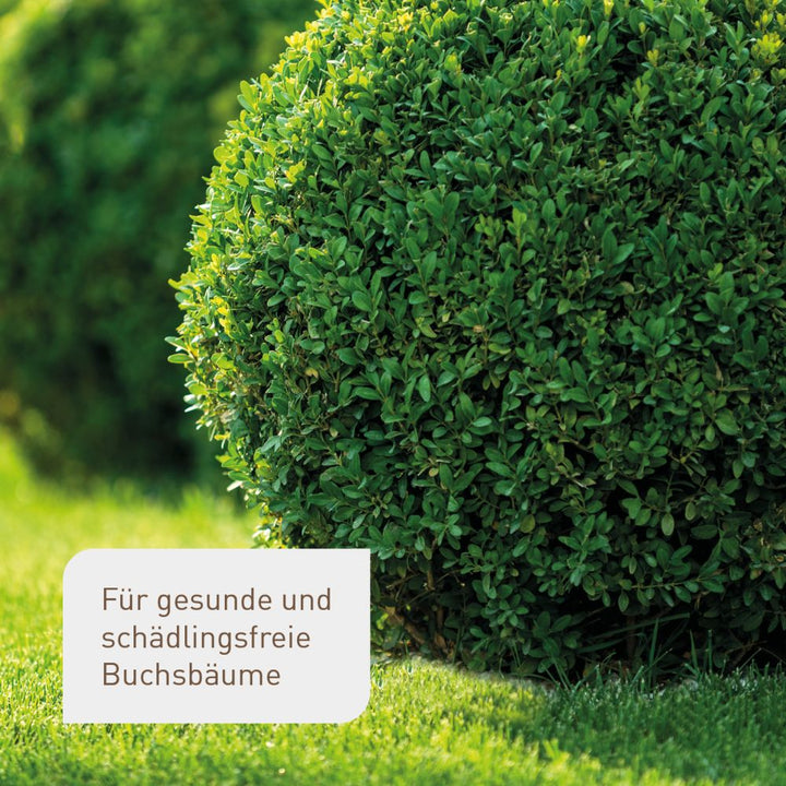Zünslerfalle mit Pheromonen für Buchsbäume