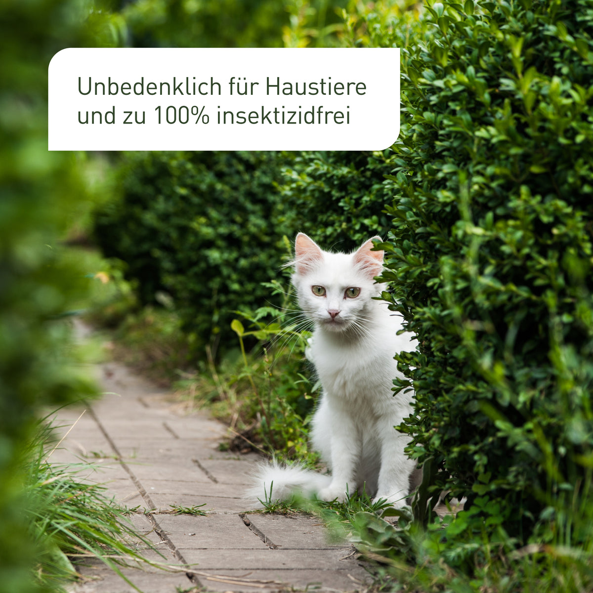 Falle für Buchsbaumzünsler unbedenklich für Haustiere