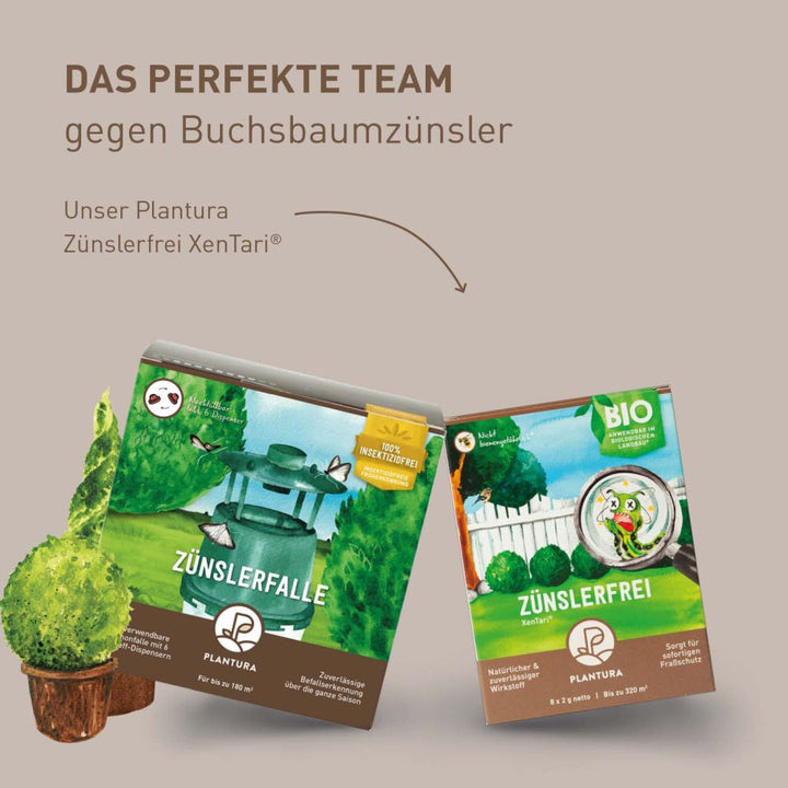 Buchsbaumzünsler loswerden mit Zünslerfalle und Xentari®